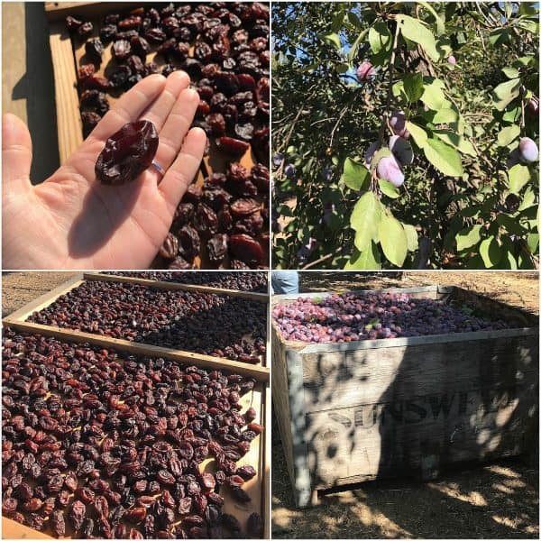 You will not want to miss this Pork Medallions with Prunes and Walnuts Recipe! It's super easy, only takes a few minutes to cook up, and tastes like it came from a 5 star restaurant! Make it tonight for dinner! #AD