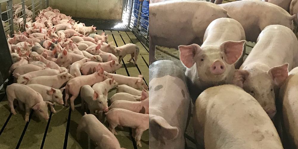 Pork Chili Verde Recipe + Pass the Pork Recap! The pigs!! #AD