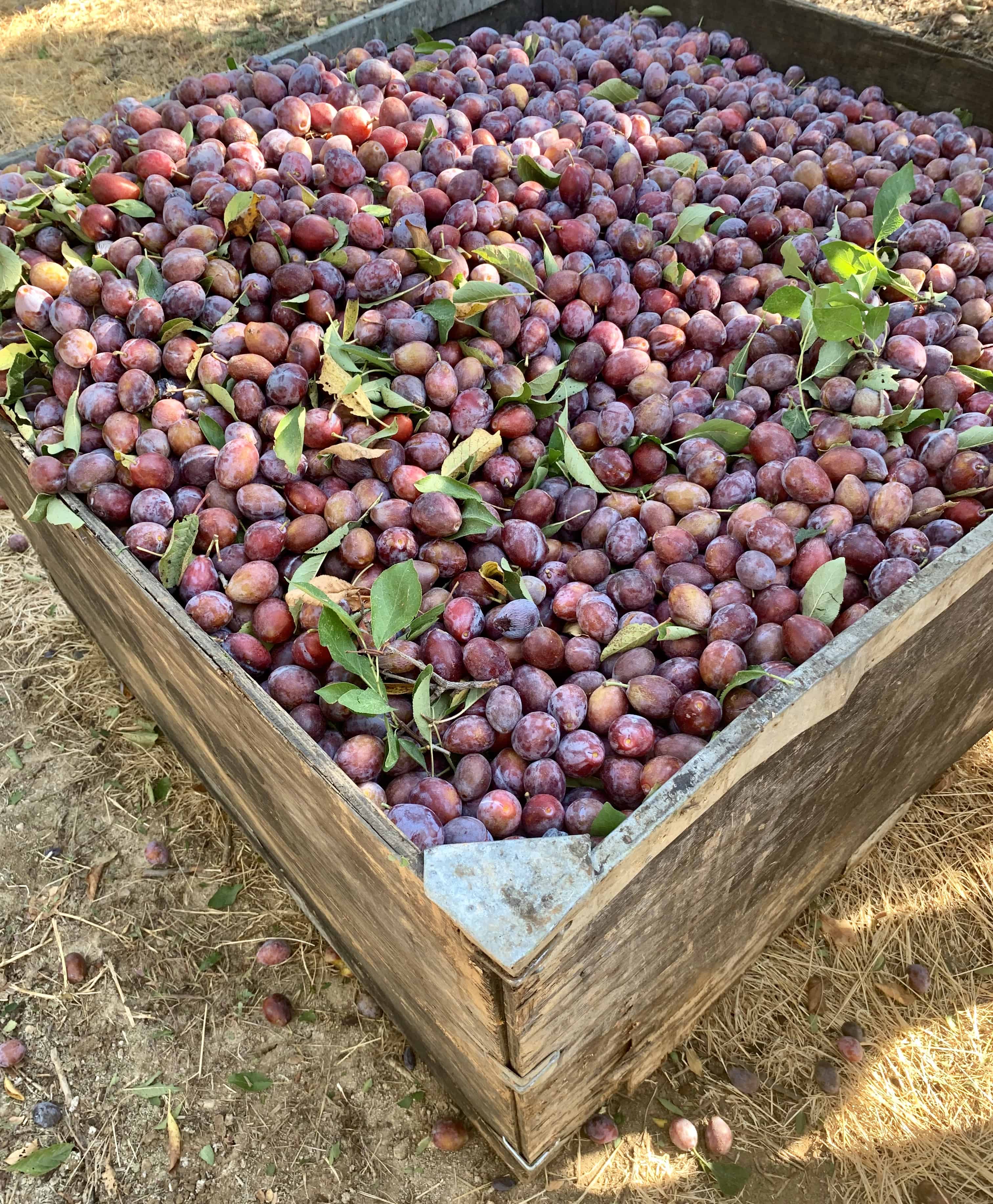 A full bin of freshly harvested prunes.